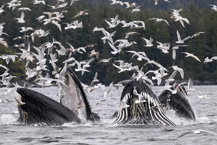 Framed Print : Pod of Humpback whales (Megaptera novaeangliae) lunge / bubble-net feeding with flock of Glaucous-winged gulls (Larus glaucescens) in flight above, Sitka Sound, south east Alaska Framed Print : Pod of Humpback whales (Megaptera novaeangliae) lunge / bubble-net feeding with flock of Glaucous-winged gulls (Larus glaucescens) in flight above, Sitka Sound, south east Alaska