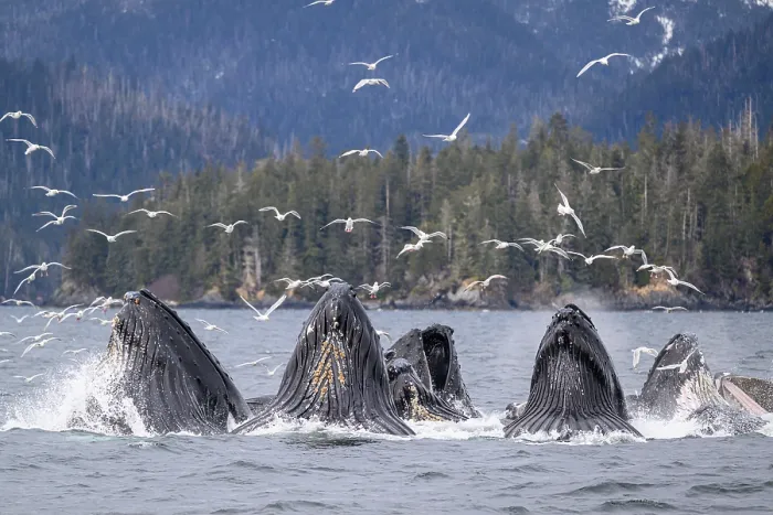 Framed Print : Pod of Humpback whales (Megaptera novaeangliae) lunge / bubble-net feeding with flock of Glaucous-winged gulls (Larus glaucescens) in flight above, Sitka Sound, south east Alaska Framed Print : Pod of Humpback whales (Megaptera novaeangliae) lunge / bubble-net feeding with flock of Glaucous-winged gulls (Larus glaucescens) in flight above, Sitka Sound, south east Alaska