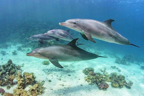 Pod of Indian Ocean bottlenose dolphin (Tursiops adunctus) swim over a coral reef