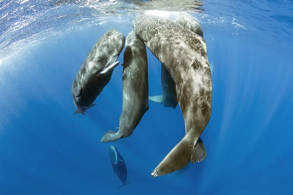 Pod of sperm whale socializing, (Physeter macrocephalus), Dominica, Caribbean Sea, Atlantic Ocean