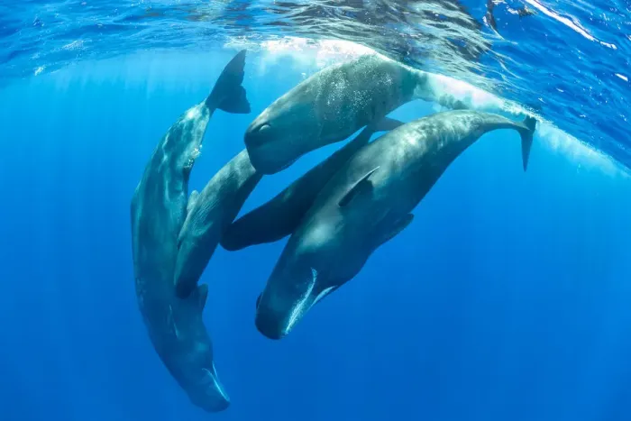 Framed Print : Pod of Sperm whale socializing, (Physeter macrocephalus) Dominica, Caribbean Sea, Atlantic Ocean