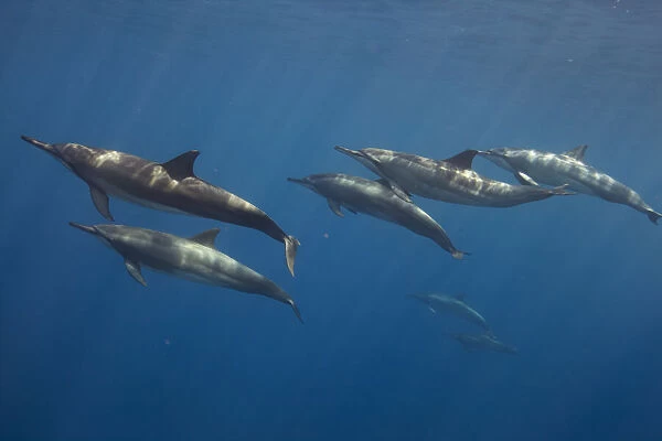 Pod of Spinner dolphin (Stenella longirostris) swimming. Utila Island, Honduras. Caribbean Sea