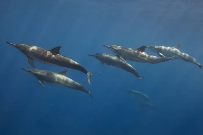 Framed Print : Pod of Spinner dolphin (Stenella longirostris) swimming. Utila Island, Honduras. Caribbean Sea Framed Print : Pod of Spinner dolphin (Stenella longirostris) swimming. Utila Island, Honduras. Caribbean Sea