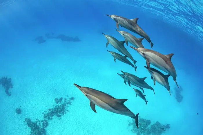 Framed Print : Pod of Spinner dolphins (Stenella longirostris) swimming close to the surface. Sataya Reef, Fury Shoal, Marsa Alam, Egypt. Red Sea Framed Print : Pod of Spinner dolphins (Stenella longirostris) swimming close to the surface. Sataya Reef, Fury Shoal, Marsa Alam, Egypt. Red Sea