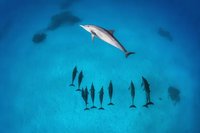 Framed Print : Pod of Spinner dolphins (Stenella longirostris) swimming over shallow sandy lagoon Framed Print : Pod of Spinner dolphins (Stenella longirostris) swimming over shallow sandy lagoon