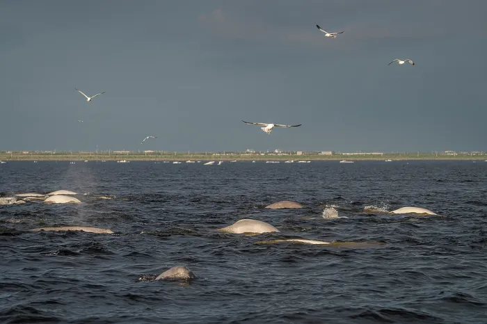 Framed Print : Pods of Beluga whales (Delphinapterus leucas) and flocks of birds including gulls and Arctic terns (Sterna paradisaea) hunting Capelin (Mallotus villosus), Churchill River Framed Print : Pods of Beluga whales (Delphinapterus leucas) and flocks of birds including gulls and Arctic terns (Sterna paradisaea) hunting Capelin (Mallotus villosus), Churchill River