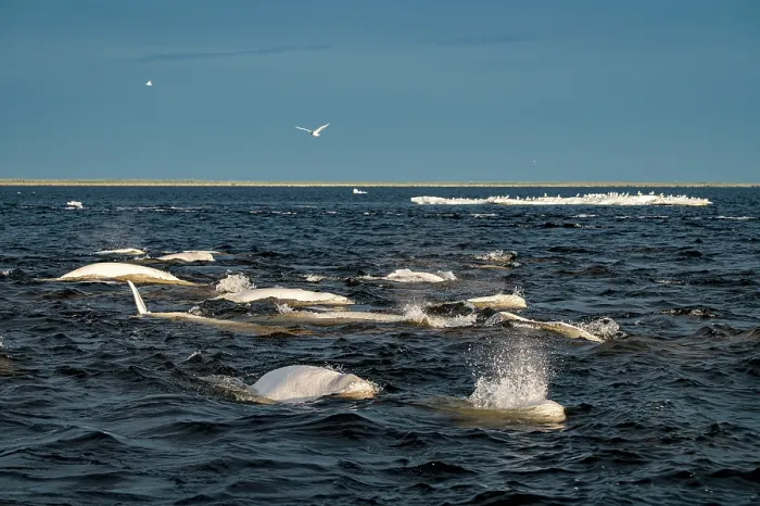 Framed Print : Pods of Beluga whales (Delphinapterus leucas) and flocks of birds including gulls and Arctic terns (Sterna paradisaea) hunting Capelin (Mallotus villosus), Churchill River