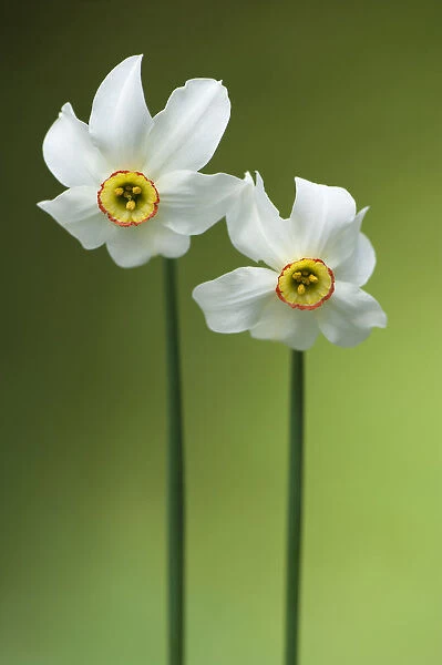 Poets Daffodil (Narcissus poeticus). Montseny Nature Reserve, Barcelona province