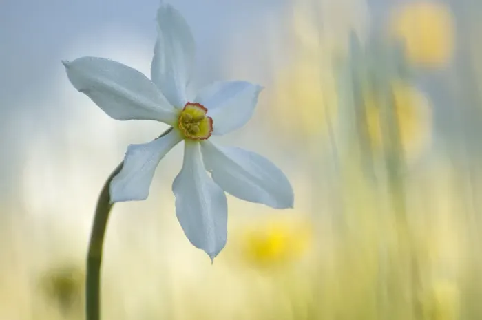 Framed Print : Poets daffodil (Narcissus poeticus) in flower, Sibillini NP, Italy, May 2009 WWE BOOK Framed Print : Poets daffodil (Narcissus poeticus) in flower, Sibillini NP, Italy, May 2009 WWE BOOK