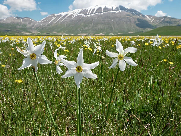 Poet's narcissus (Narcissus poeticus) in flower with Wild tulips (Tulipa sylvestris australis) in background, Piano Grande plateau, Sibillini National Park, Umbria, Italy. June