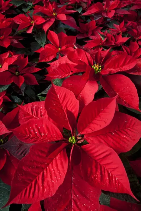 Framed Print : Poinsettia (Euphorbia pulcherrima) flowers, in a chinampa wetland agricultural system Framed Print : Poinsettia (Euphorbia pulcherrima) flowers, in a chinampa wetland agricultural system