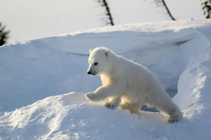 Framed Print : Polar bear cub 3 months (Ursus maritimus) playing in the front of the day den in march Framed Print : Polar bear cub 3 months (Ursus maritimus) playing in the front of the day den in march