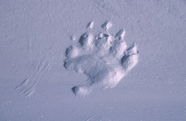 Polar bear footprint in snow {Ursus maritimus} Churchill, Canada
