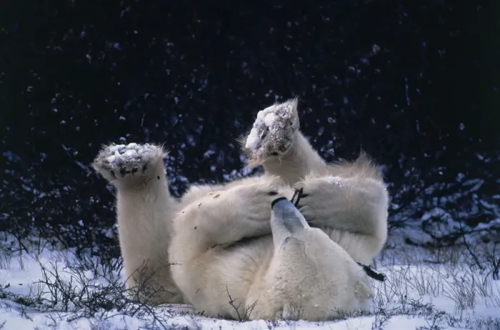 Framed Print : Polar bear lying on back playing with twig {Ursus maritimus} Canada Churchill Framed Print : Polar bear lying on back playing with twig {Ursus maritimus} Canada Churchill