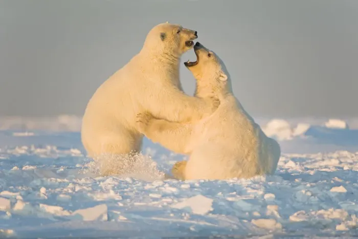Framed Print : Polar bear (Ursus maritimus) 3-year-olds play fighting on newly formed pack ice, Beaufort Sea Framed Print : Polar bear (Ursus maritimus) 3-year-olds play fighting on newly formed pack ice, Beaufort Sea