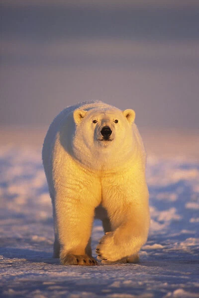 Polar bear (Ursus maritimus) adult walking over newly formed pack ice during fall freeze up