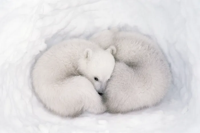 Framed Print : Polar bear (Ursus maritimus) cubs, age 2-3 months, in den, Wapusk National Park, Manitoba, Canada. March Framed Print : Polar bear (Ursus maritimus) cubs, age 2-3 months, in den, Wapusk National Park, Manitoba, Canada. March