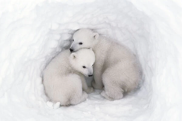 Polar bear (Ursus maritimus) cubs, age 2-3 months, in den, Wapusk National Park, Manitoba
