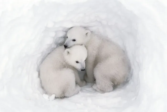 Framed Print : Polar bear (Ursus maritimus) cubs, age 2-3 months, in den, Wapusk National Park, Manitoba Framed Print : Polar bear (Ursus maritimus) cubs, age 2-3 months, in den, Wapusk National Park, Manitoba