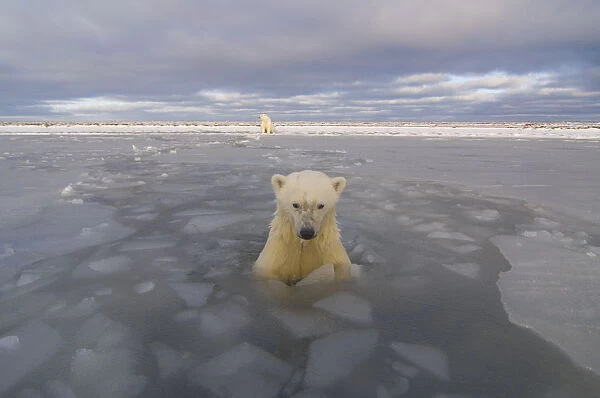 Polar bear (Ursus maritimus) curious cub in newly forming pack ice checks out the