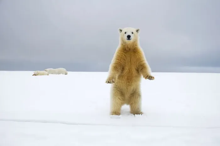 Framed Print : Polar bear (Ursus maritimus) curious cub stands along Bernard Spit as its mother Framed Print : Polar bear (Ursus maritimus) curious cub stands along Bernard Spit as its mother