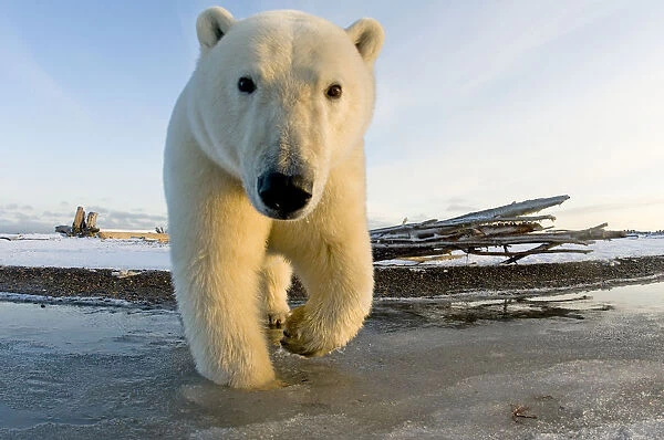 Polar bear (Ursus maritimus) curious subadult along a barrier island in autumn, Beaufort Sea