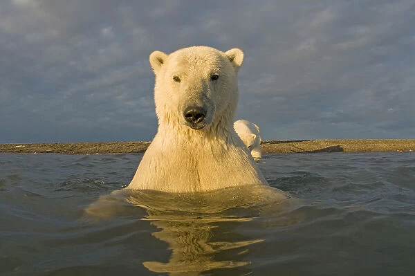 Polar bear (Ursus maritimus) curious young 2-year-old in water off a barrier island