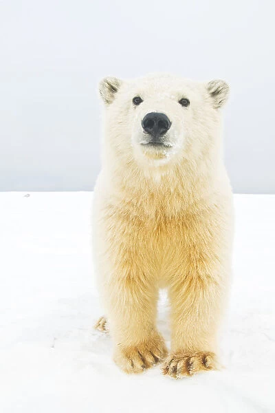 Polar bear (Ursus maritimus) curious young bear along Bernard Spit, a barrier island