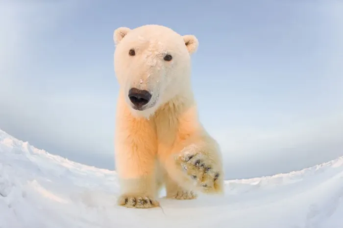 Framed Print : Polar bear (Ursus maritimus) curious young male on the newly frozen pack ice Framed Print : Polar bear (Ursus maritimus) curious young male on the newly frozen pack ice
