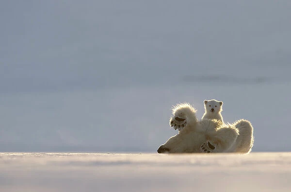 Polar bear (Ursus maritimus) female, rolling on back with cub behind, Svalbard, Norway. April