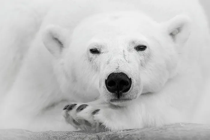 Framed Print : Polar bear (Ursus maritimus) female, resting on a rock, portrait, Svalbard, Norway. August Framed Print : Polar bear (Ursus maritimus) female, resting on a rock, portrait, Svalbard, Norway. August