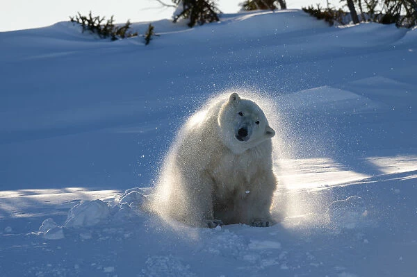 Polar bear (Ursus maritimus) female coming out the den and shaking off snow. Wapusk National Park