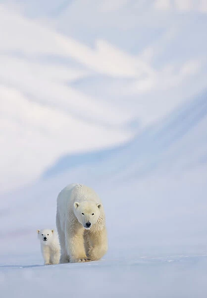 Polar bear (Ursus maritimus) female with cub, walking over snow with mountains in background, Svalbard, Norway. April