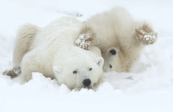Polar bear (Ursus maritimus) female and cub resting, Churchill, Canada, November