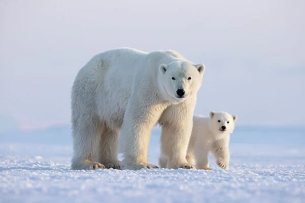 Polar bear (Ursus maritimus) female with cub standing on ice, Svalbard, Norway. April