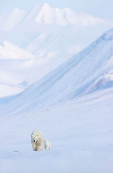 Polar bear (Ursus maritimus) female with cub walking over snow with mountains in background, Svalbard, Norway. April