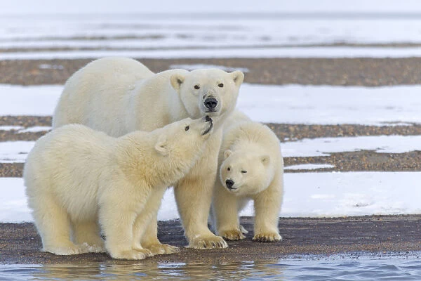 Polar bear (Ursus maritimus), female with two cubs, on a barrier island outside Kaktovik