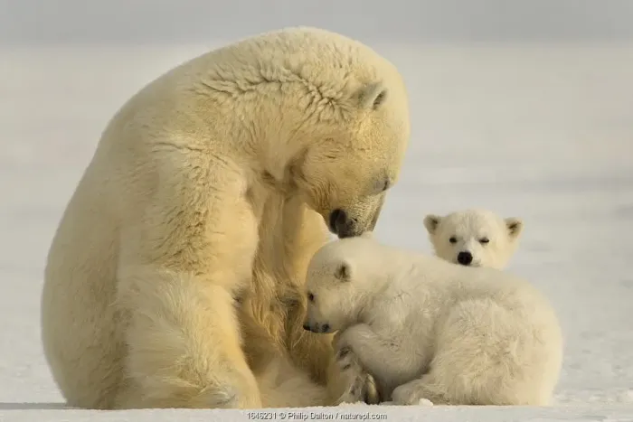 Framed Print : Polar bear (Ursus maritimus) female with two cubs, Svalbard, Norway Framed Print : Polar bear (Ursus maritimus) female with two cubs, Svalbard, Norway