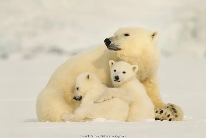 Framed Print : Polar bear (Ursus maritimus) female with two cubs, Svalbard, Norway Framed Print : Polar bear (Ursus maritimus) female with two cubs, Svalbard, Norway