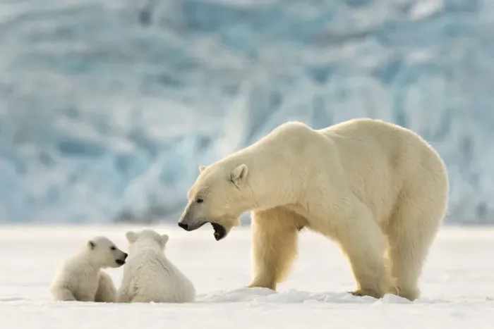Framed Print : Polar bear (Ursus maritimus) female with two cubs, Svalbard, Norway Framed Print : Polar bear (Ursus maritimus) female with two cubs, Svalbard, Norway
