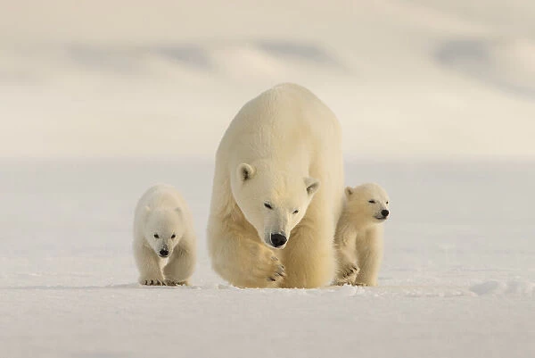 Polar bear (Ursus maritimus) female with two cubs, Svalbard, Norway