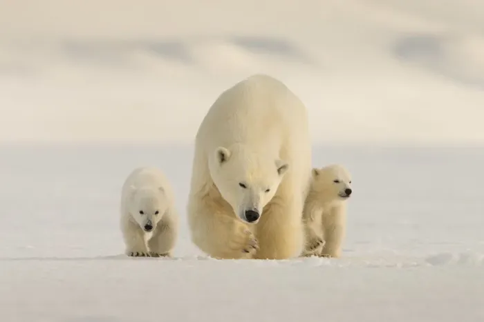 Framed Print : Polar bear (Ursus maritimus) female with two cubs, Svalbard, Norway Framed Print : Polar bear (Ursus maritimus) female with two cubs, Svalbard, Norway