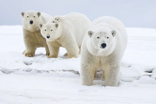 Polar bear (Ursus maritimus) female with cubs aged two years, along a barrier island