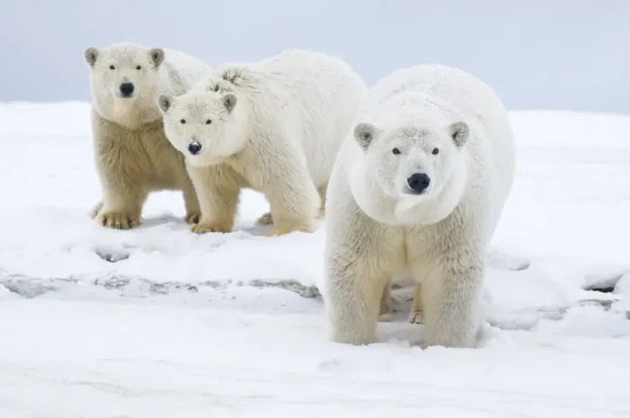 Framed Print : Polar bear (Ursus maritimus) female with cubs aged two years, along a barrier island Framed Print : Polar bear (Ursus maritimus) female with cubs aged two years, along a barrier island