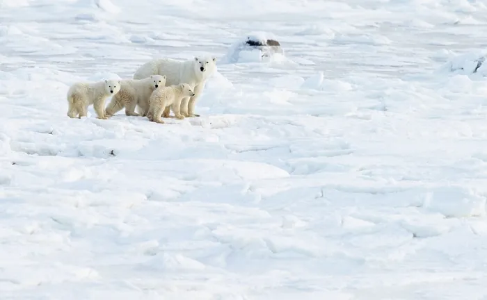 Framed Print : Polar bear (Ursus maritimus) female with three cubs in the snow, Churchill, Canada. November Framed Print : Polar bear (Ursus maritimus) female with three cubs in the snow, Churchill, Canada. November