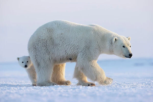 Polar bear (Ursus maritimus) female standing on snow with cub peering out behind, Svalbard, Norway. April