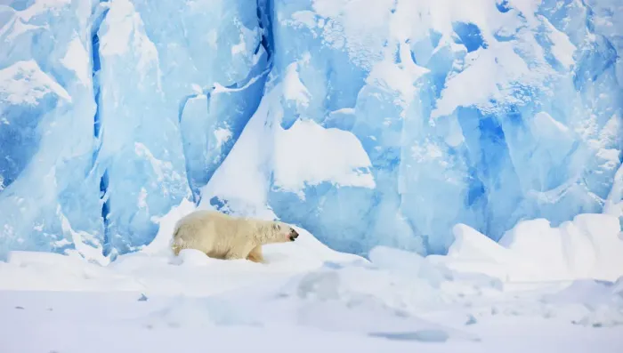 Framed Print : Polar bear (Ursus maritimus) in front of glacier, Spitsbergen, Svalbard, March 2009