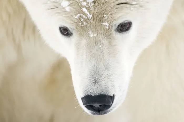 Framed Print : Polar bear (Ursus maritimus) head close-up portrait of an adult male, with snowflakes on fur Framed Print : Polar bear (Ursus maritimus) head close-up portrait of an adult male, with snowflakes on fur