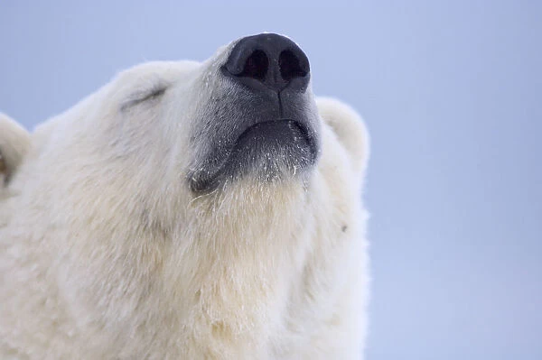 Polar bear (Ursus maritimus) head portrait of adult scenting the wind, Arctic National