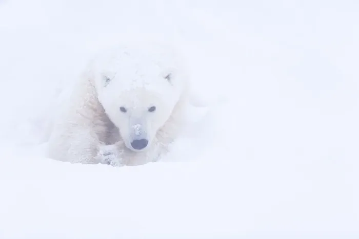 Framed Print : Polar bear (Ursus maritimus) huddled in snow, Churchill, Hudson Bay, Manitoba, Canada Framed Print : Polar bear (Ursus maritimus) huddled in snow, Churchill, Hudson Bay, Manitoba, Canada